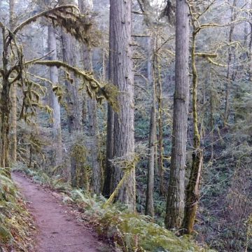 New Growth and Old Growth Trail