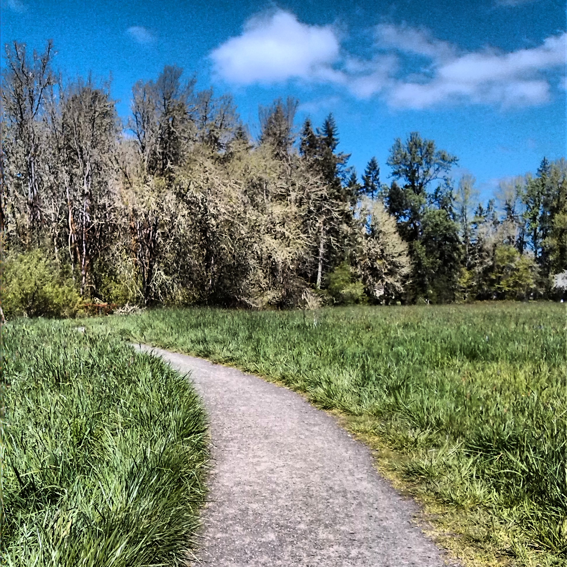 Rexius Trail • Eugene • Oregon Runs
