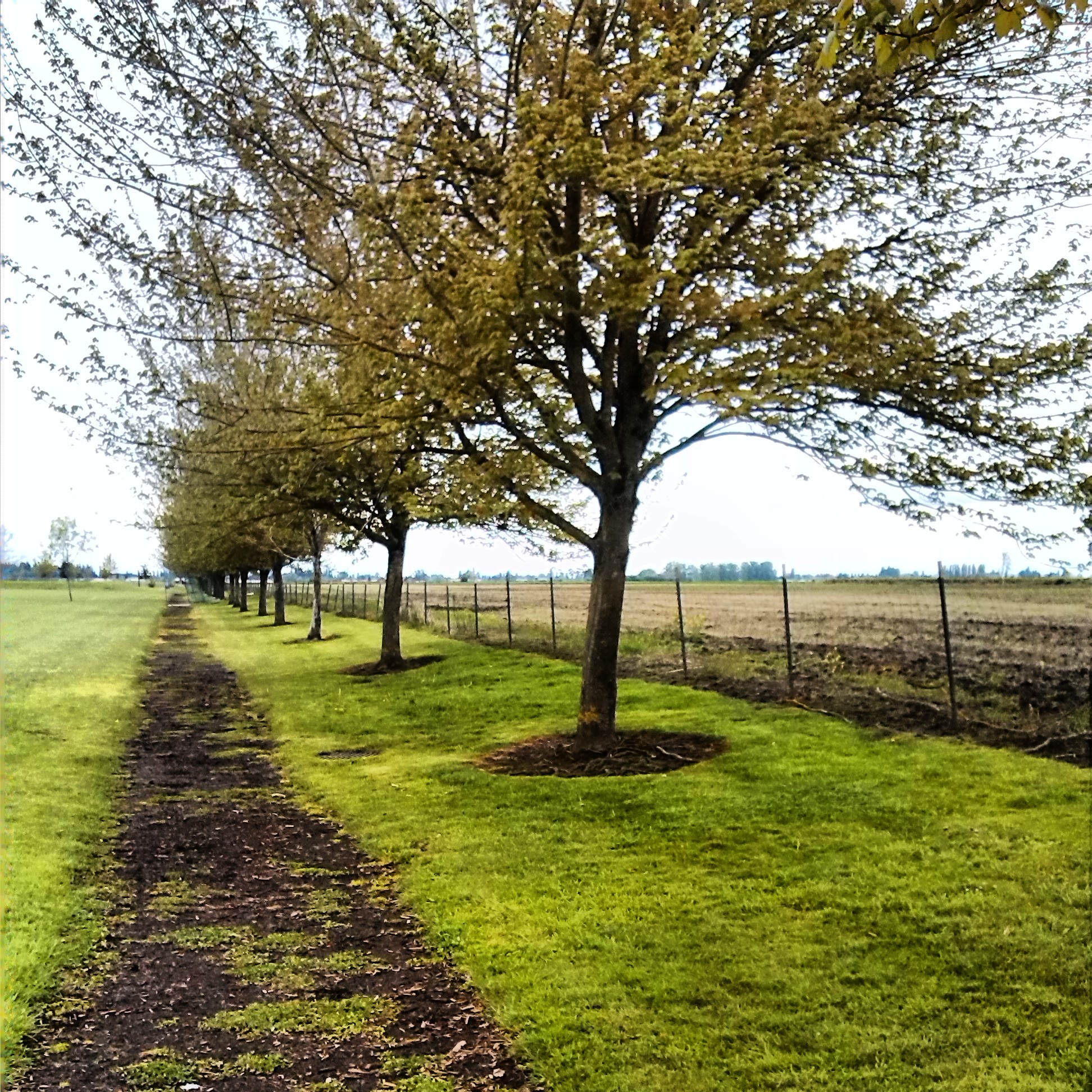 Centennial Park • Woodburn • Oregon Runs