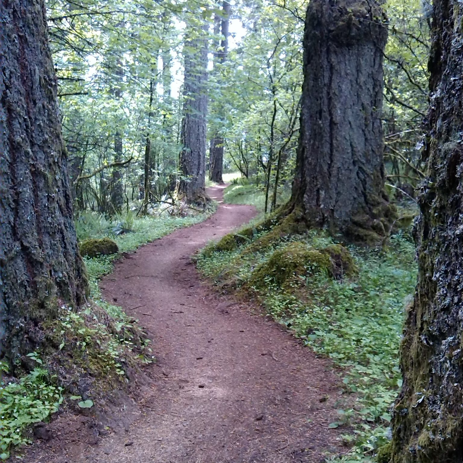 Dimple Hill • Corvallis • Oregon Runs