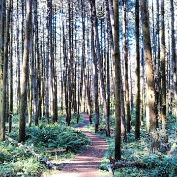 Calloway Creek Trail